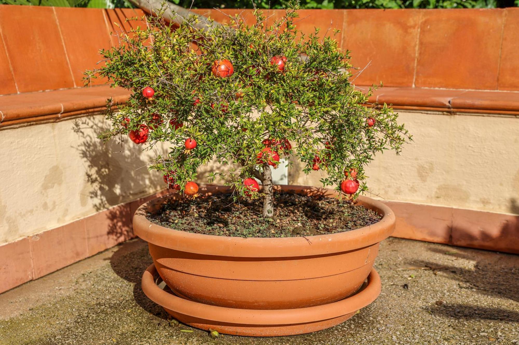 B&B Giardino Dei Cedri Trabia Kültér fotó
